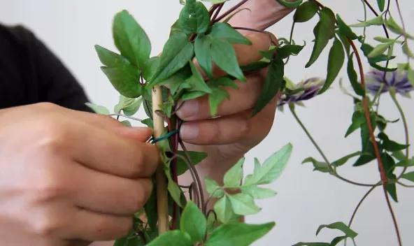 植物黄金生长季，怎样给小铁凹个美美的造型？且听潘师傅为你解说