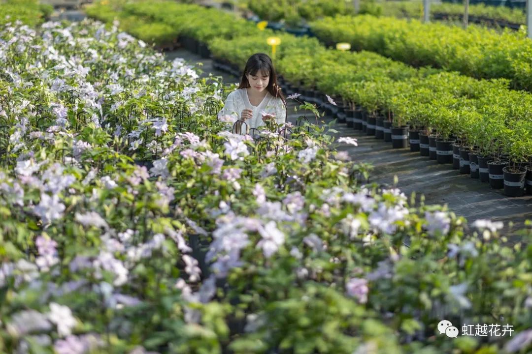 植物品种错版的两面价值 | 风云体育官网视角