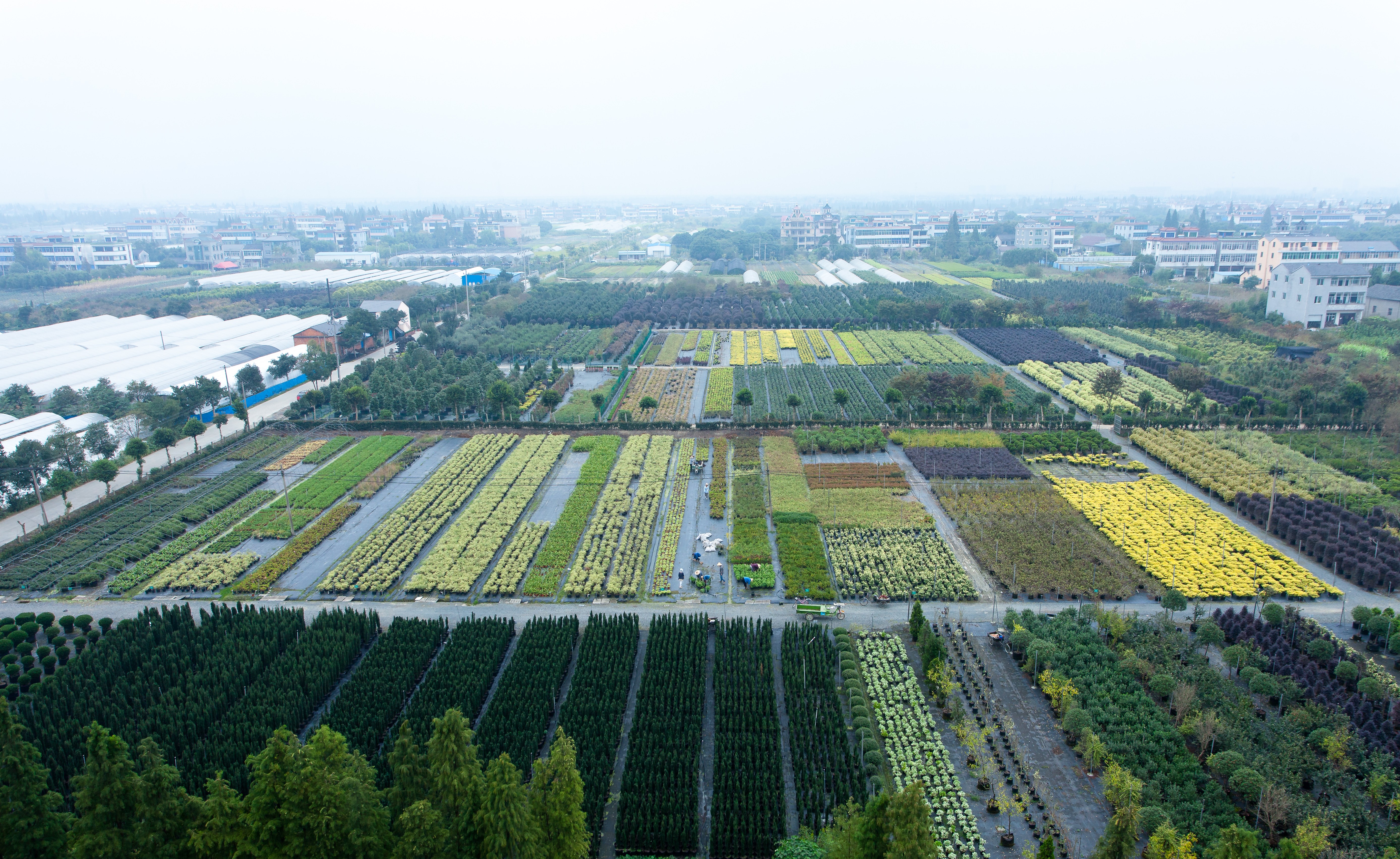 你好呀，2024风云体育官网年度植物